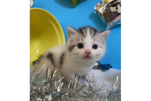 成約済の大阪府のスコティッシュフォールド-68345の5枚目